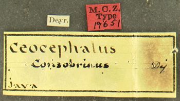 Media type: image;   Entomology 19651 Aspect: labels